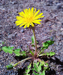 Image showing Yellow dandelion
