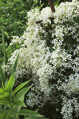 Image showing Plant clematis  blooms with white flowers