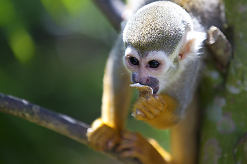 Image showing Squirrel Monkey