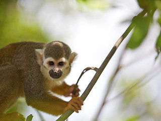 Image showing Squirrel Monkey