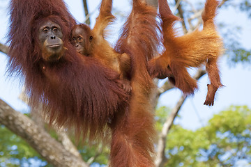 Image showing Borneo Orangutan