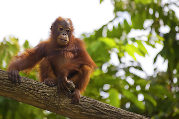 Image showing Borneo Orangutan