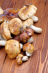 Image showing Edible Mushrooms