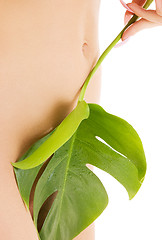 Image showing female torso with green leaf over white