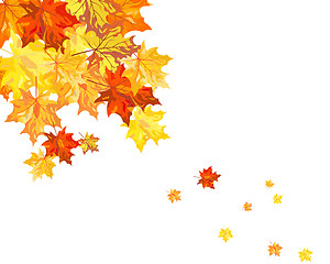 Image showing Autumn maple leaves 