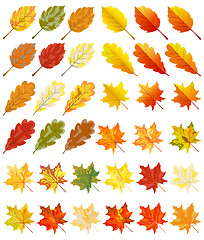 Image showing Collection of color autumn leaves