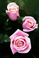 Image showing Pink rose buds