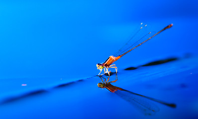 Image showing damselply on leave on watersurface