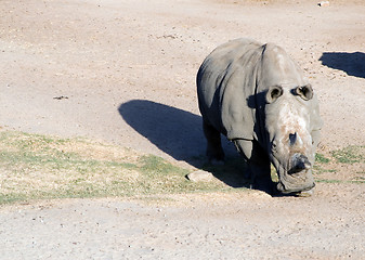 Image showing White rhinoceros