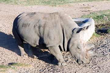 Image showing White rhinoceros