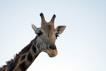 Image showing Giraffe Close-up