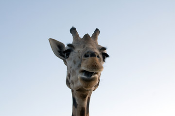 Image showing Giraffe Close-up