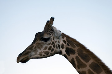 Image showing Giraffe Close-up