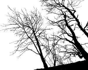 Image showing Tree Silhouette