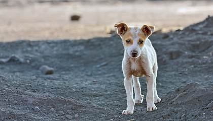 Image showing homeless dog