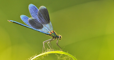 Image showing dragon fly on a blade of grass