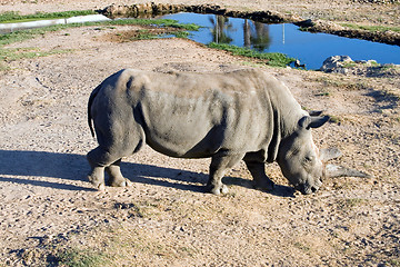 Image showing White rhinoceros