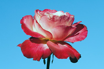 Image showing Closeup of a rose