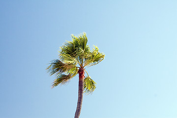 Image showing Tropical Palm tree