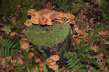 Image showing mushroom stump