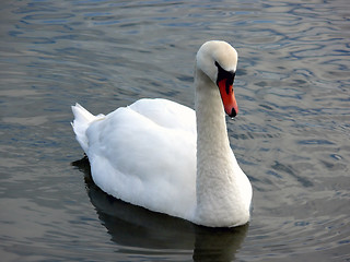 Image showing Swan