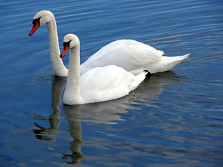 Image showing Swans