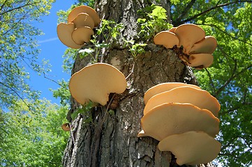 Image showing mushroom stairs