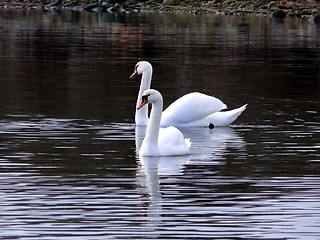 Image showing Swan Lake