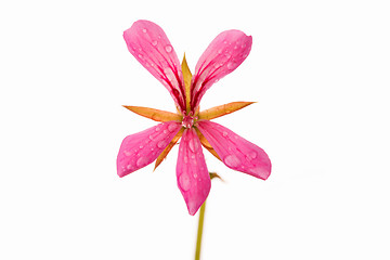 Image showing Pink geranium flower