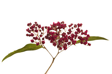 Image showing Red wild flowers