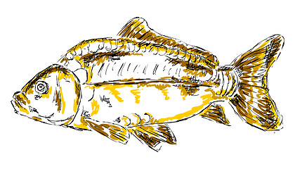 Image showing carp sketch