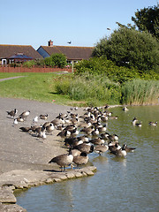 Image showing Canadian Geese