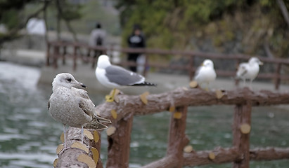 Image showing Seagulls on a fence