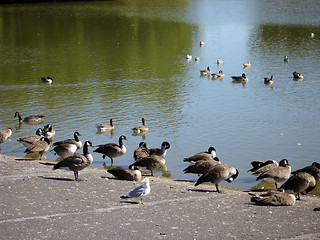 Image showing Canadian Geese