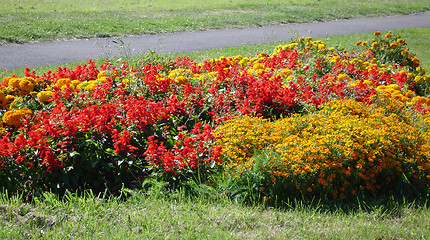 Image showing Coloured flowers