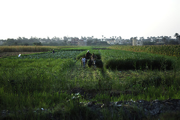 Image showing Agriculture in Egypt