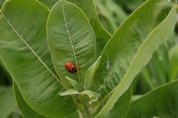 Image showing ladybugs