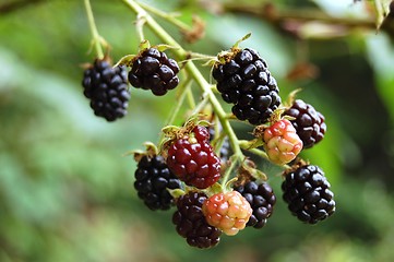 Image showing black berries