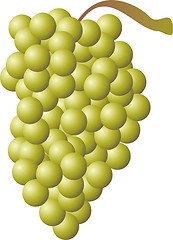 Image showing grape