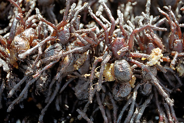 Image showing spider