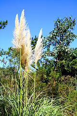 Image showing Pampas Grass