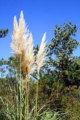 Image showing Pampas Grass