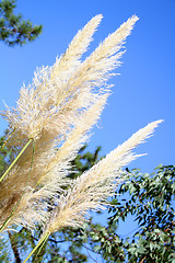 Image showing Pampas Grass