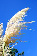 Image showing Pampas Grass