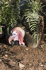 Image showing Bush Turkey