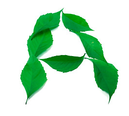 Image showing Letter A composed of green virginia creeper leaves