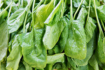 Image showing Spinach