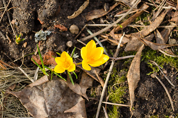 Image showing yellow saffron crocus flower bloom in spring 