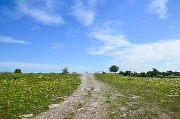 Image showing Dirtroad in summer meadow