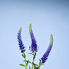 Image showing Three Spiked Speedwell